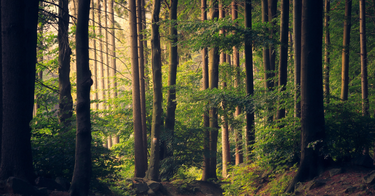 Coed mewn codewig heulwen.