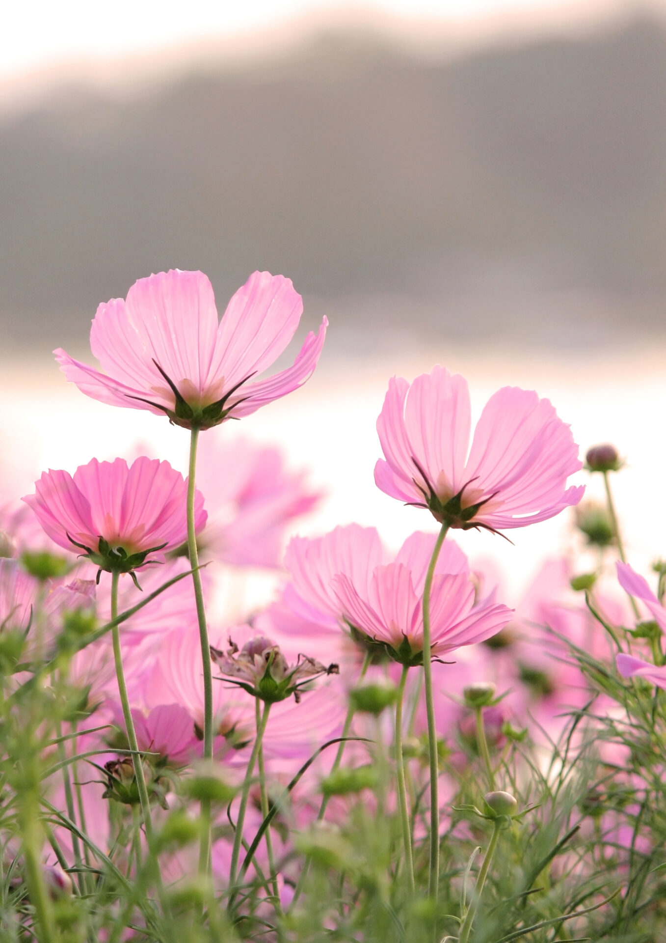 Pink flowers in a field