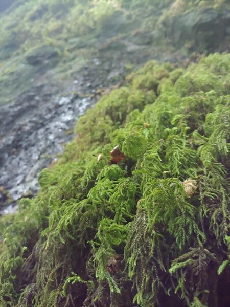 Mwsogl yn tyfu ar carreg.