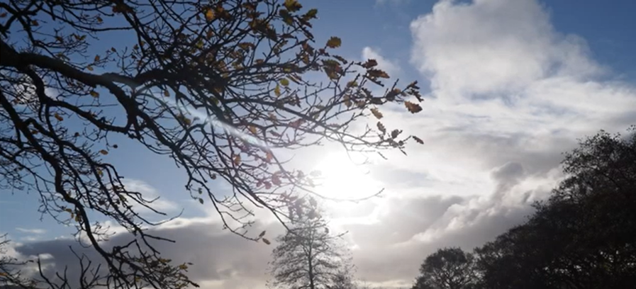 Golau haul yn dod trwy coedwig.