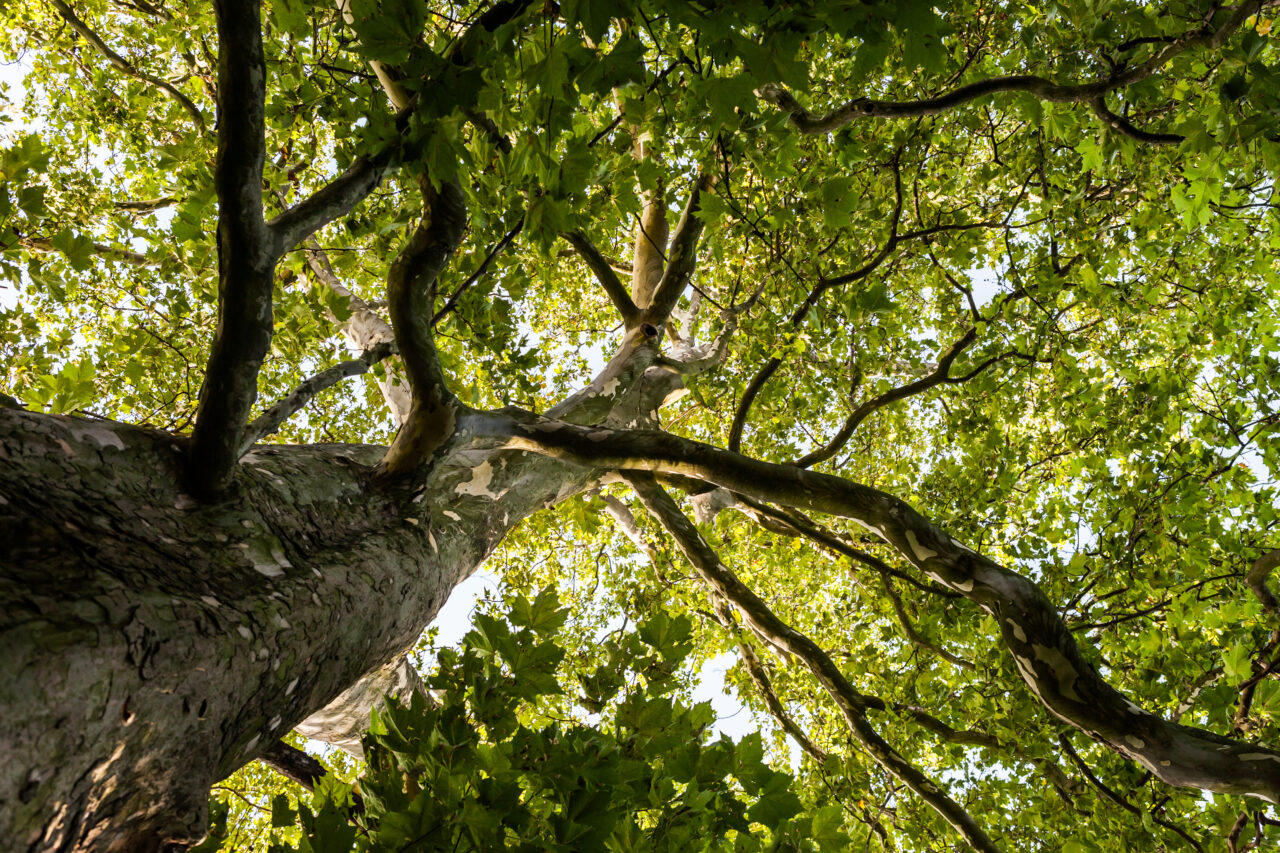 Upward view of tree branches